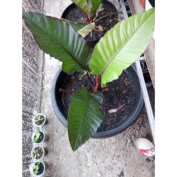 anthurium black beauty