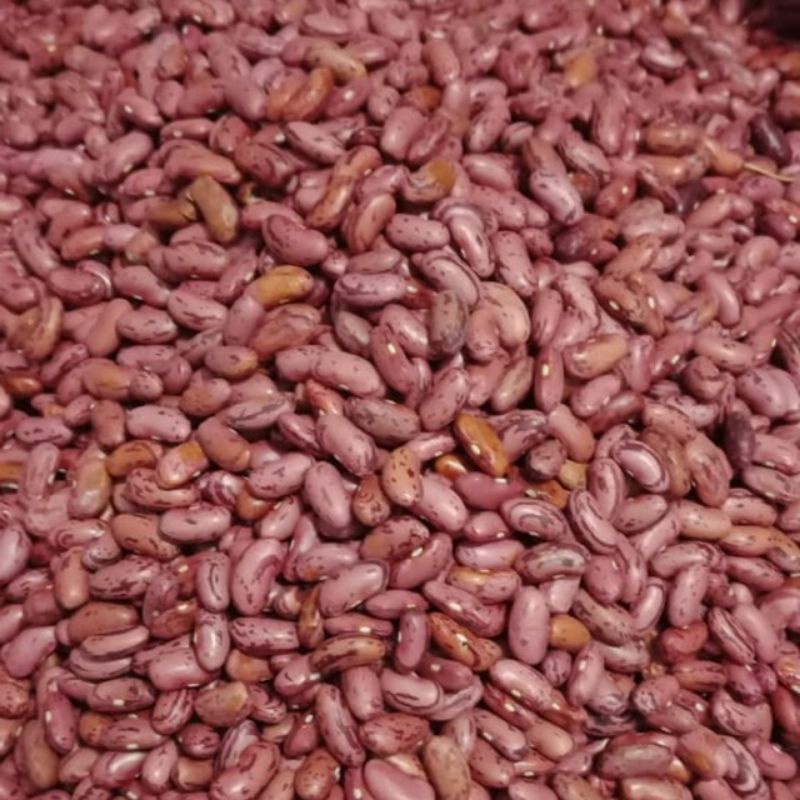 

Kacang merah organik