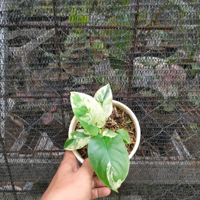 Homalomena sp varigata