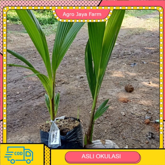Bibit Kelapa kopyor genjah