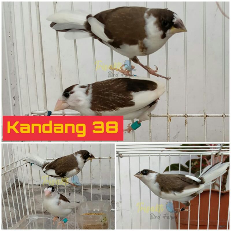 Emprit Jepang Siap Breeding atau Ternak, siap nelor dan jaminan pasangan, Harga tertera  Untuk 1 pas