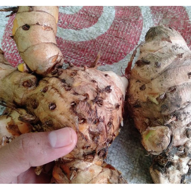 

TEMULAWAK 1kg SEGAR LANGSUNG DARI KEBUNNYA