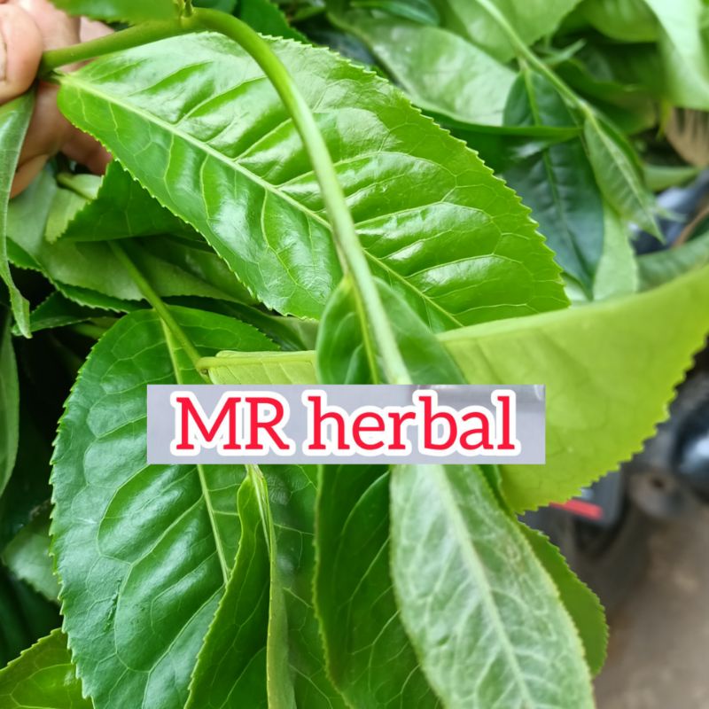 

Daun teh hijau segar per 1 kg untuk herbal