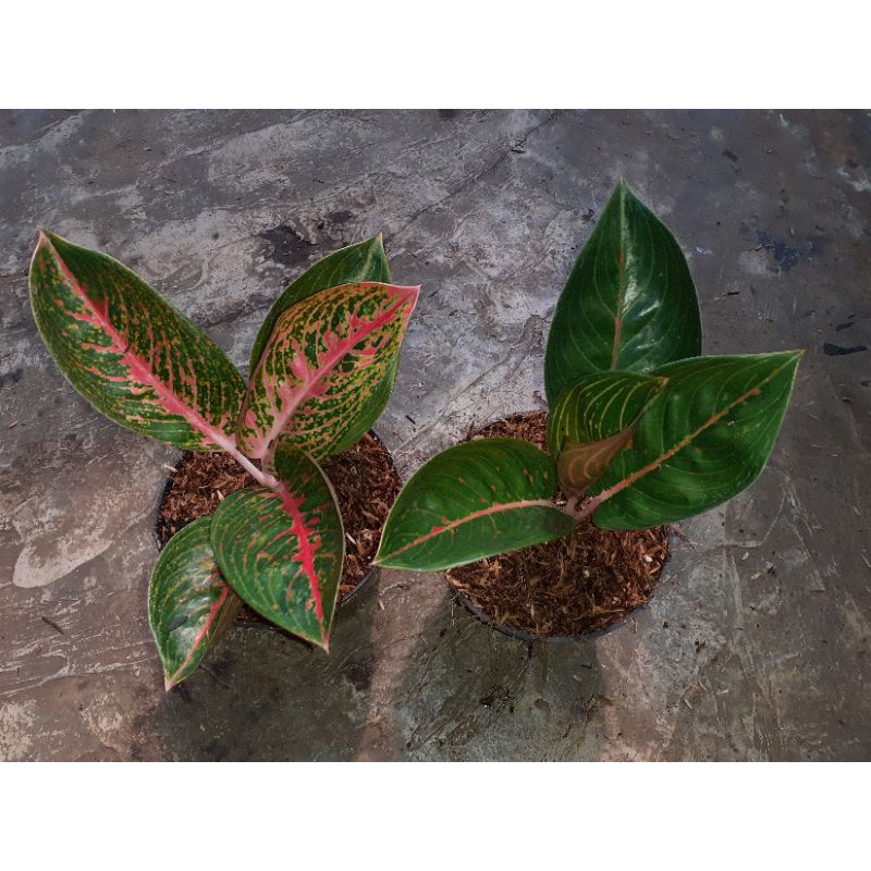 aglaonema Adelia.lokal