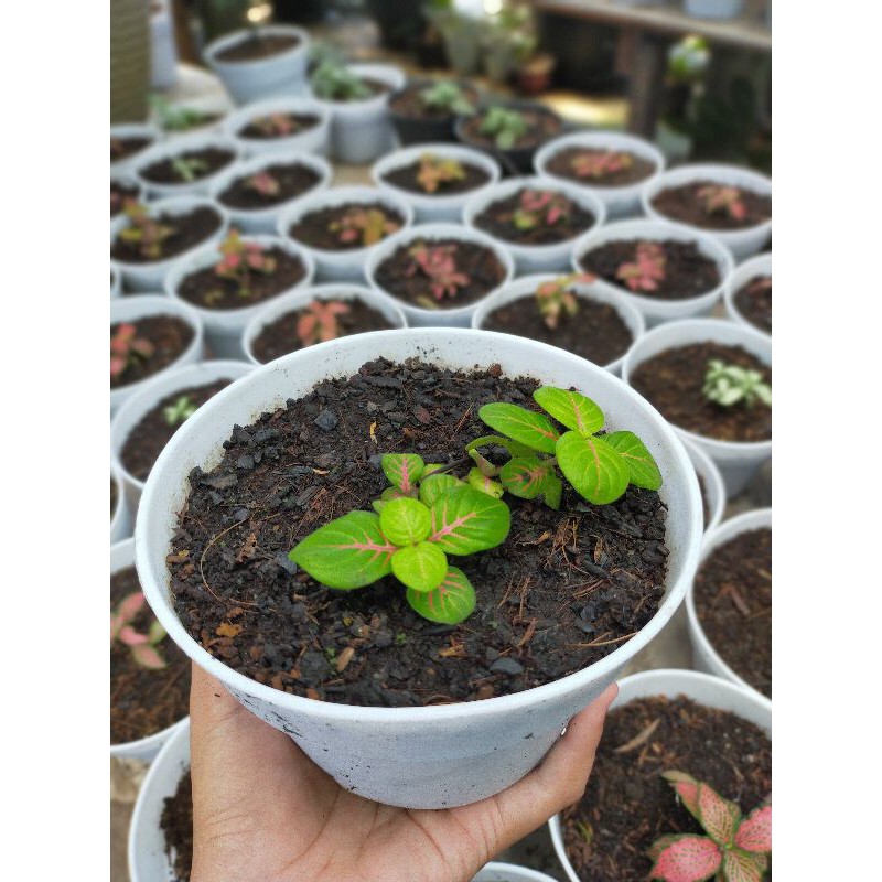 tanaman pitonia import