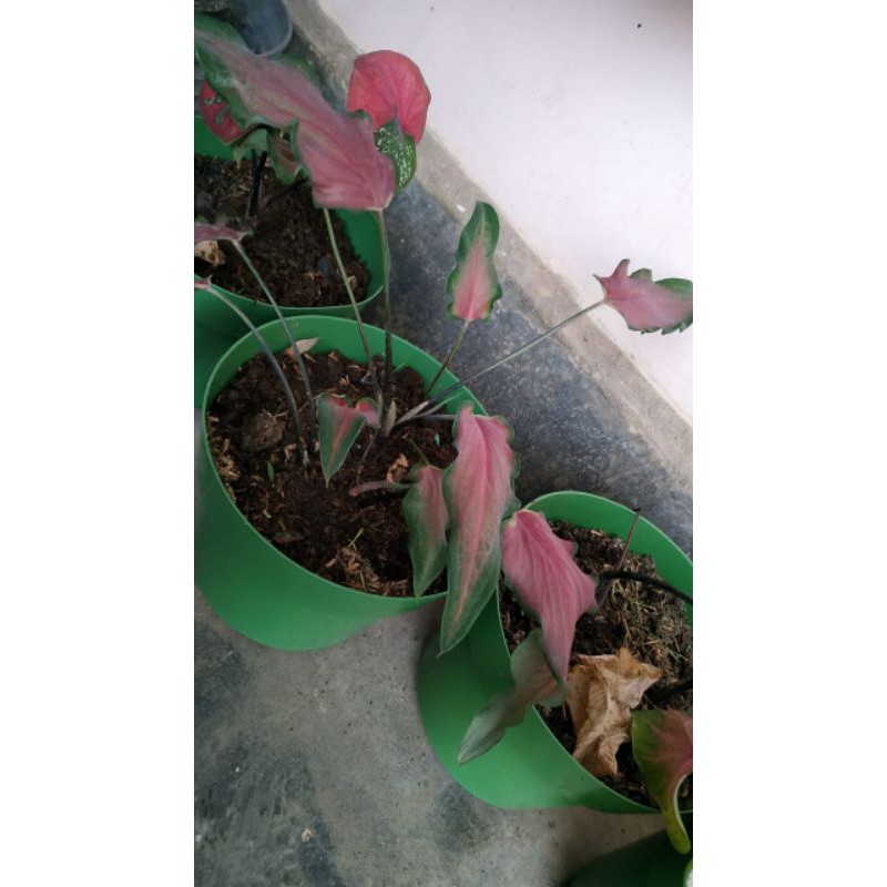 bibit keladi keris caladium