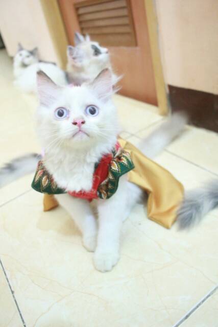 Baju shanghai merah gold bunga bunga untuk kucing dan Baju shanghai merah gold bunga bunga untuk kucing dan