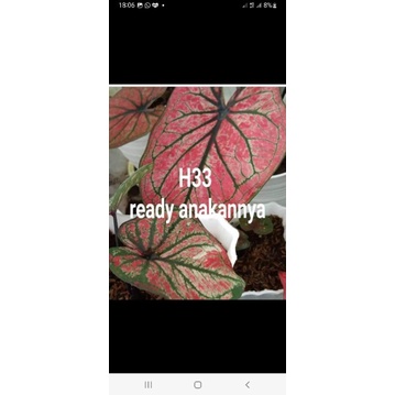 caladium h33