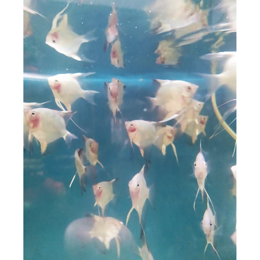 Ikan manfish blushing albino red cheek size L