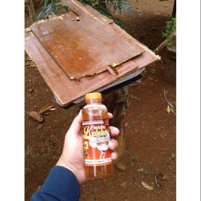 

Madu klanceng trigona/kelulut kalimantan 250 ml