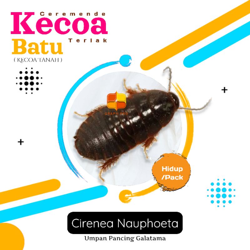 Cere Menje / Kecoa Batu pakan hewan dan umpan pancing