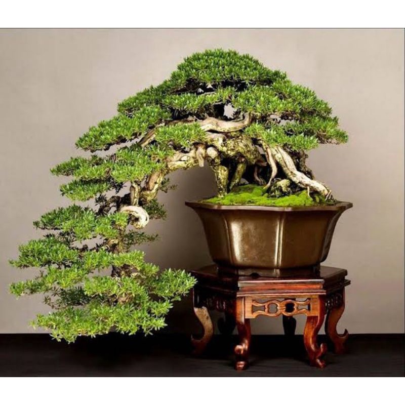bonsai santigi mawar gaya cascade siap pajang