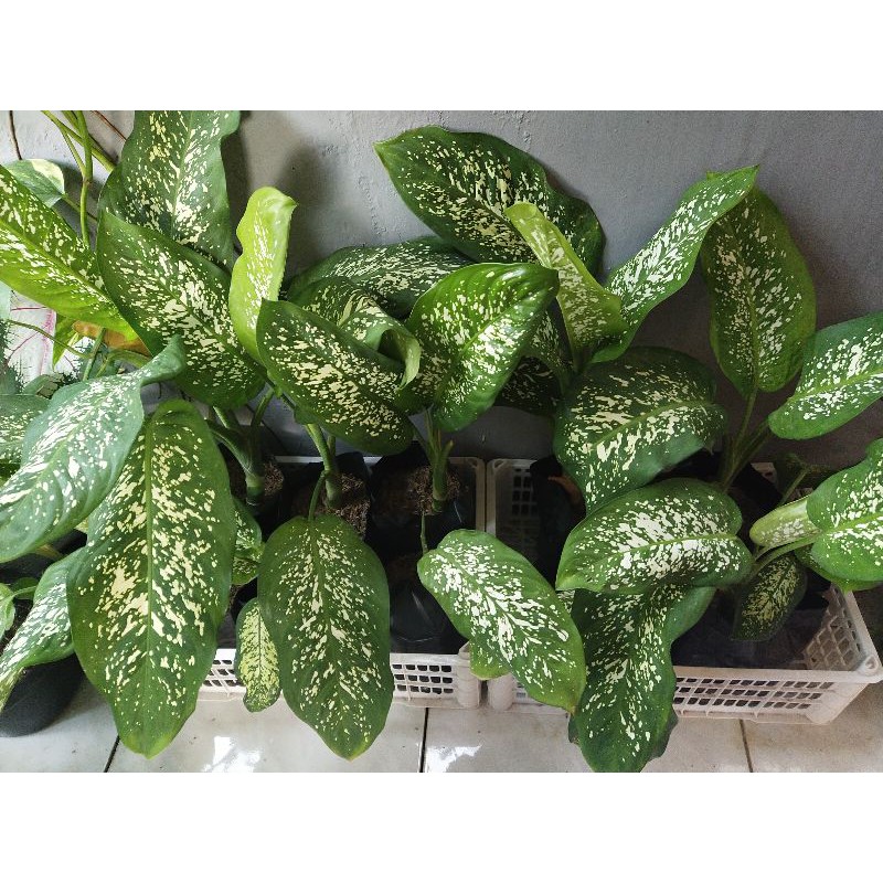 Aglonema Difen Bachia Realpic, Sri Rejeki