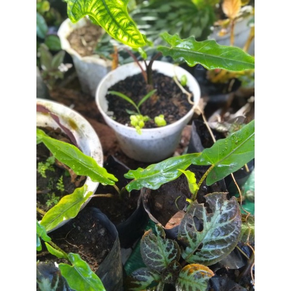 Alocasia keris Papua