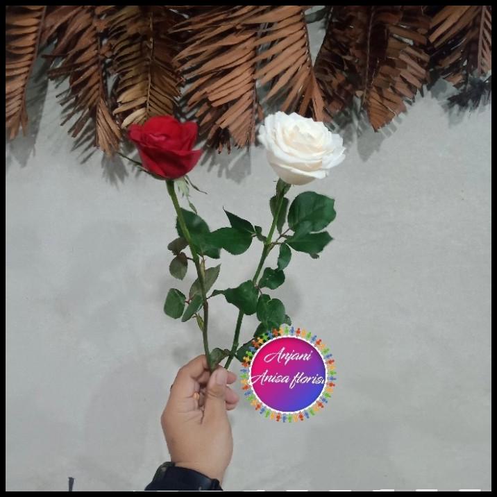 Bunga Mawar Asli/Bunga Mawar Satuan