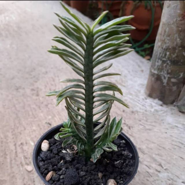 Euphorbia edilatus variegata