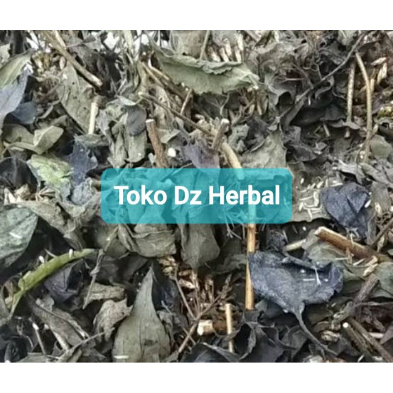 

Paket 500 gram daun kirinyuh atau kopasanda kering-az