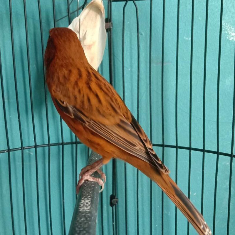 burung kenari rutgal jantan tinggal nunggu gacor