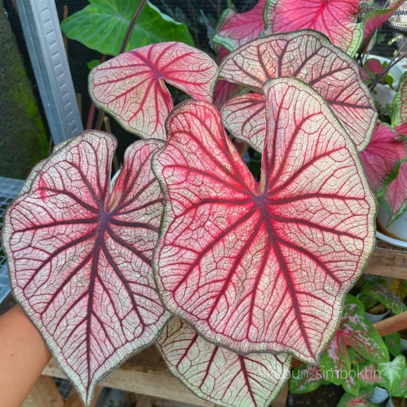 Caladium Laythai Tanaman Hias Keladi Laythai Keladi Hias Laythai Keladi hybrid thai caladium Hybrid 