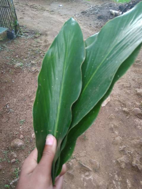 Jual Daun Kapulaga Daun Kapol Lembar Shopee Indonesia