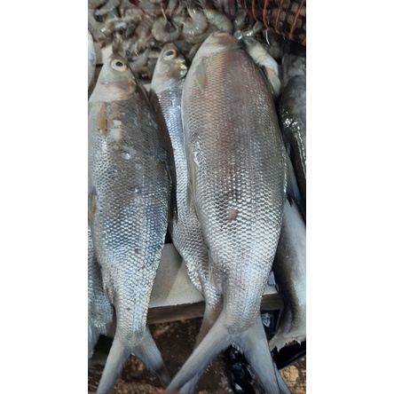 

ikan bandeng besar 1 kg
