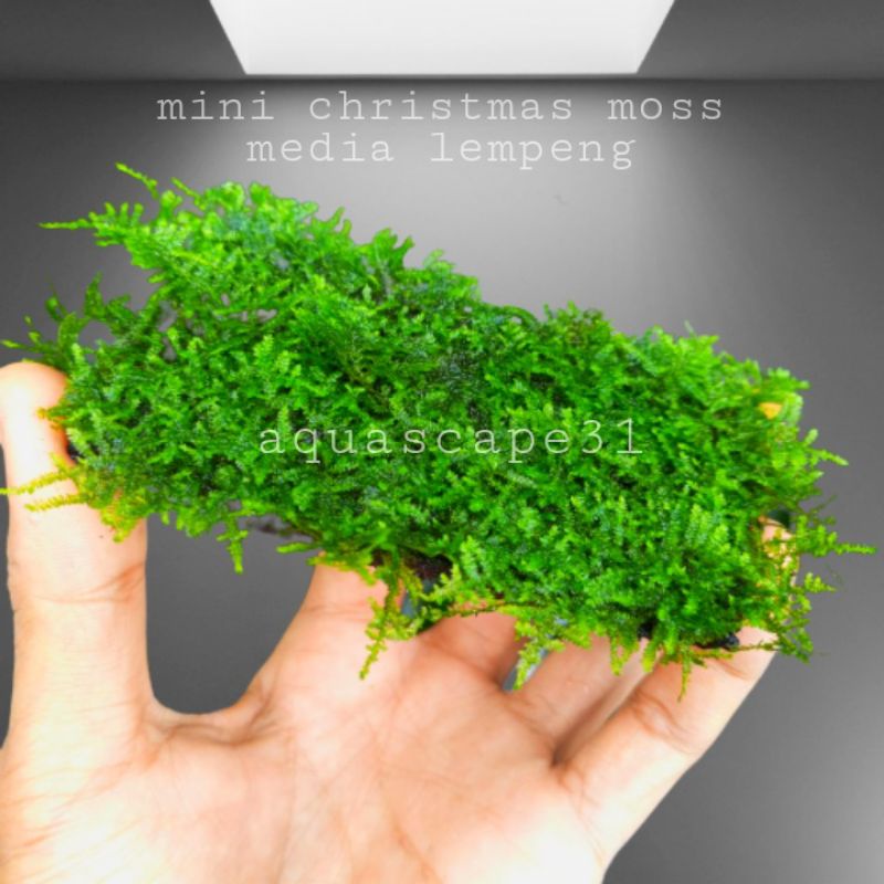 mini christmas moss aquascape media lempeng