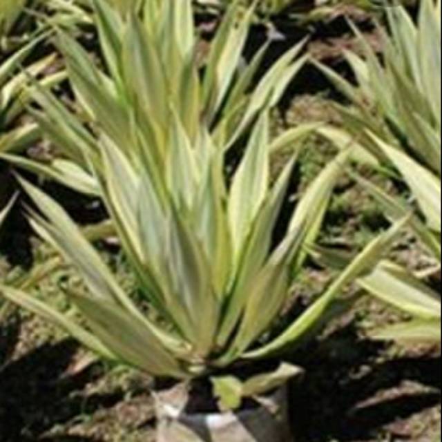 Tanaman hias agave kuning