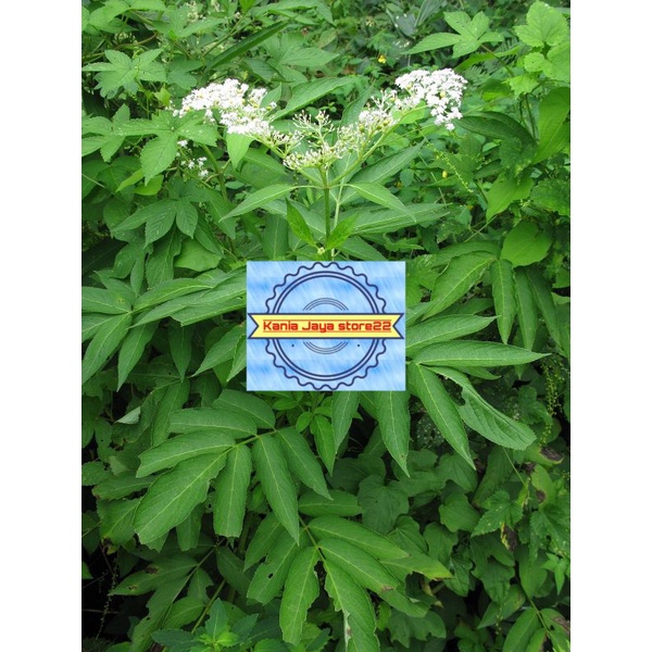 

Daun sangetan atou daun sangetan segar per 500 grm