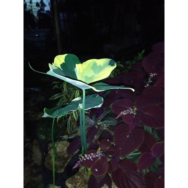 TANAMAN HIAS/BUNGA HIAS/KELADI TIKUS/KELADI KANTUNG SEMAR