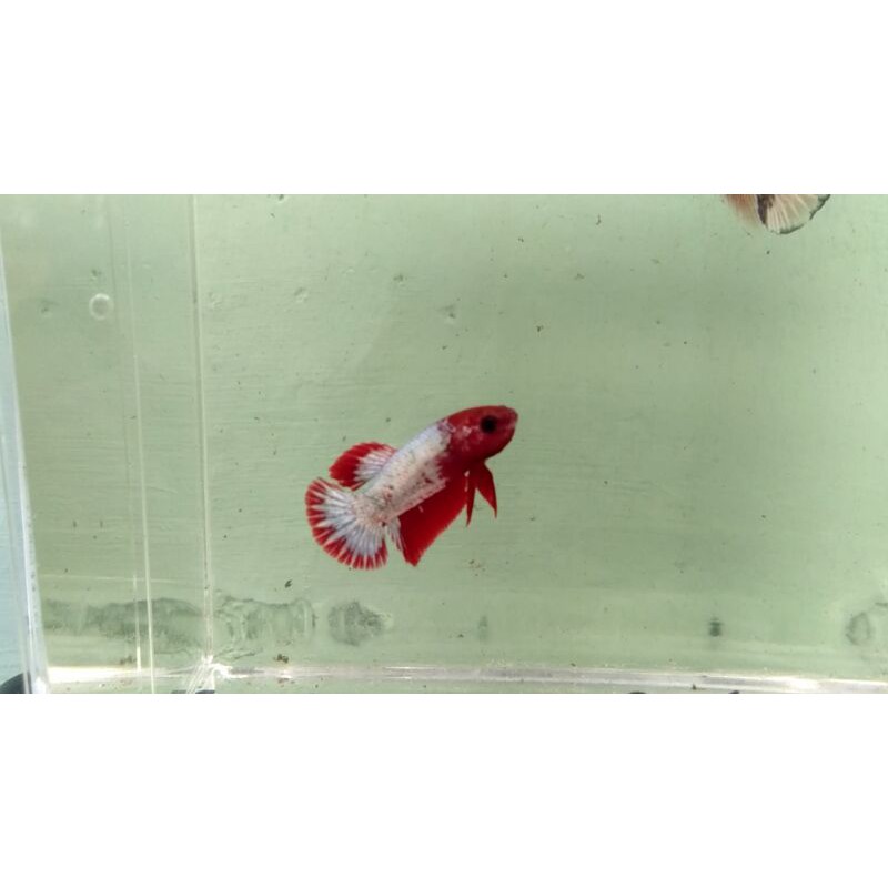 Cupang Fccp Vietnam ( Real Pick )