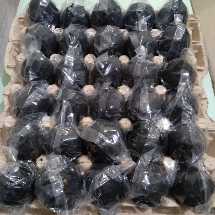 

Telur asin mentah plus abu garam / Paket telur bebek mentah asin