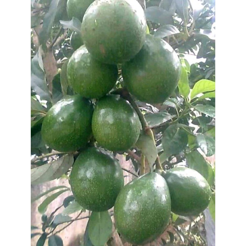 Satu paket 3 bibit apokat aligator, markus, miki