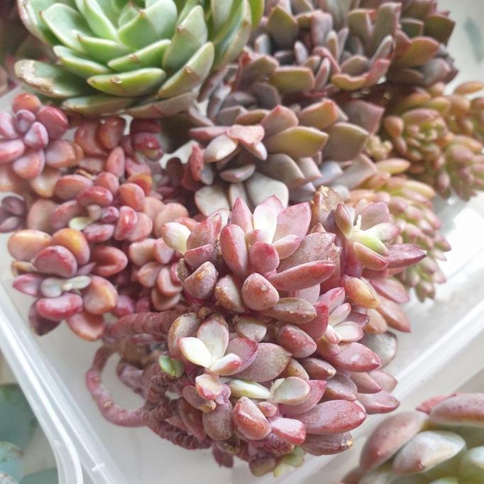 FREE ONGKIR - SUKULEN IMPOR ECHEVERIA GRAPTOPETALUM SEDUM - TFJARTISAN