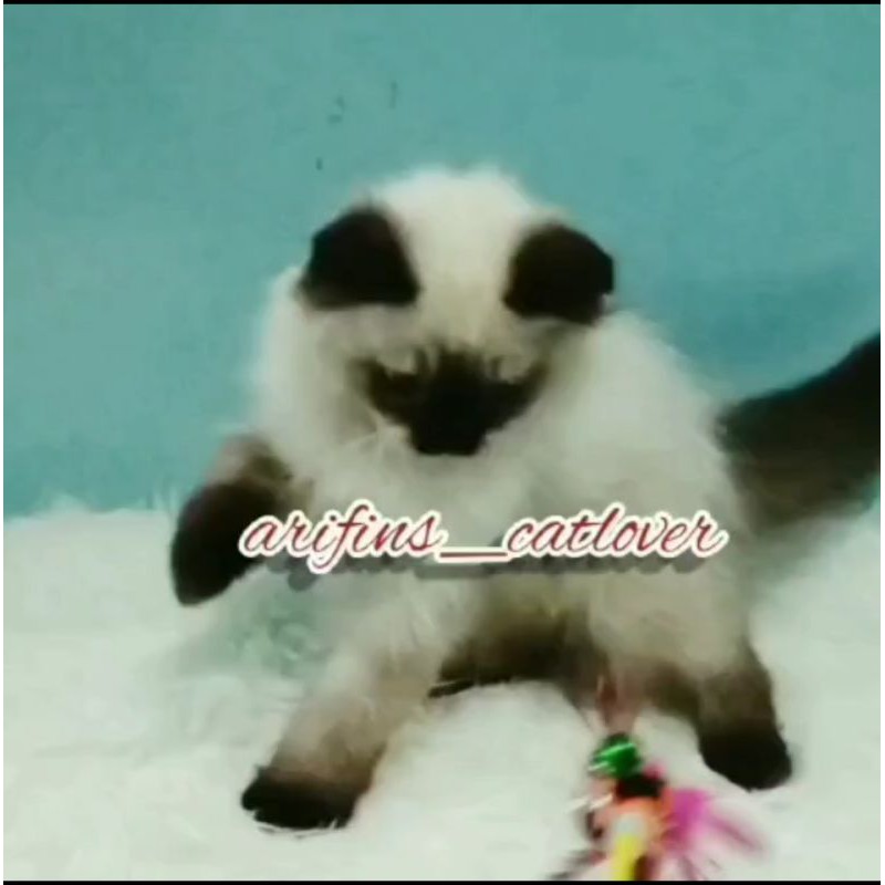 Kitten Himalayan Pure No Mix