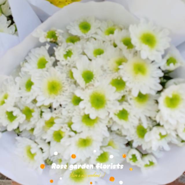 Bunga Aster putih asli