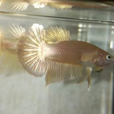 

Ikan Cupang Soft Gold