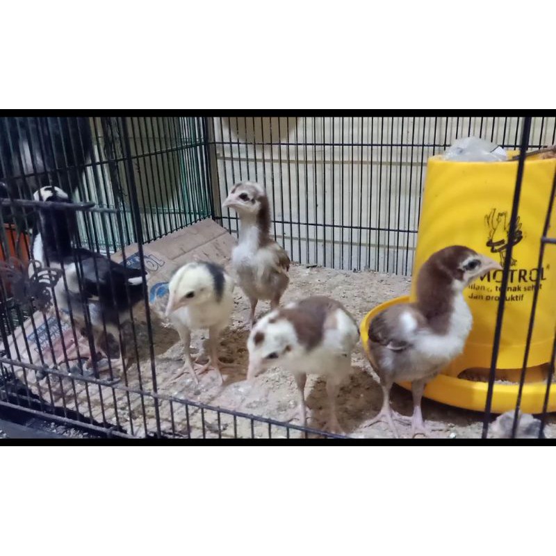 

anak ayam pacek Bangkok klasik x Biangan mangonthai