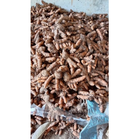 

KUNYIT/KUNIR 500 GRAM