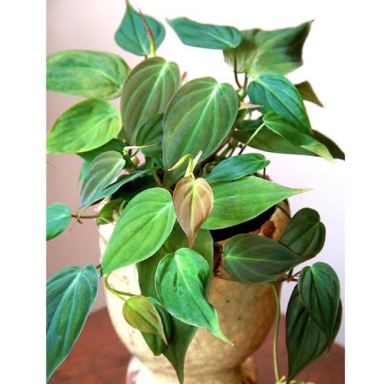 tanaman hias philodendron mican/melano lokal