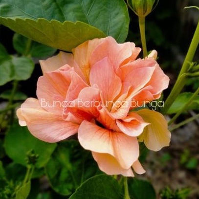 bibit bunga sepatu tumpuk kuning - tanaman hias kembang sepatu hibiscus import Doube Yellow