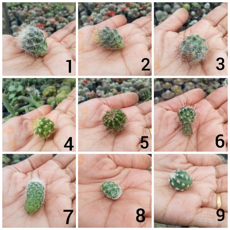 potelan kaktus/potelan murah/kaktus murah/anakan kaktus