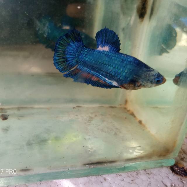 Cupang Plakat Female Blue Line Blue Rim Sesuai Foto