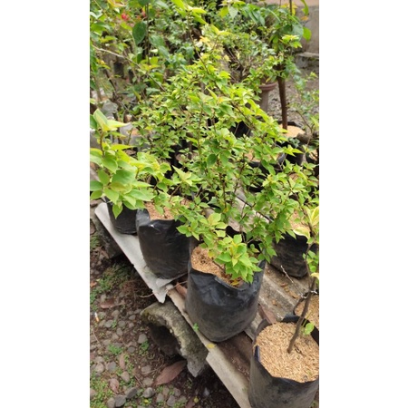 bougenville singapore kuning