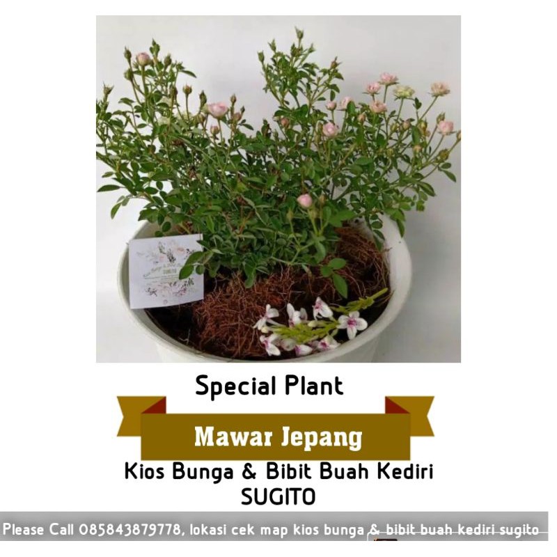 Mawar jepang mawar babby (bunga hidup kondisi berbunga)
