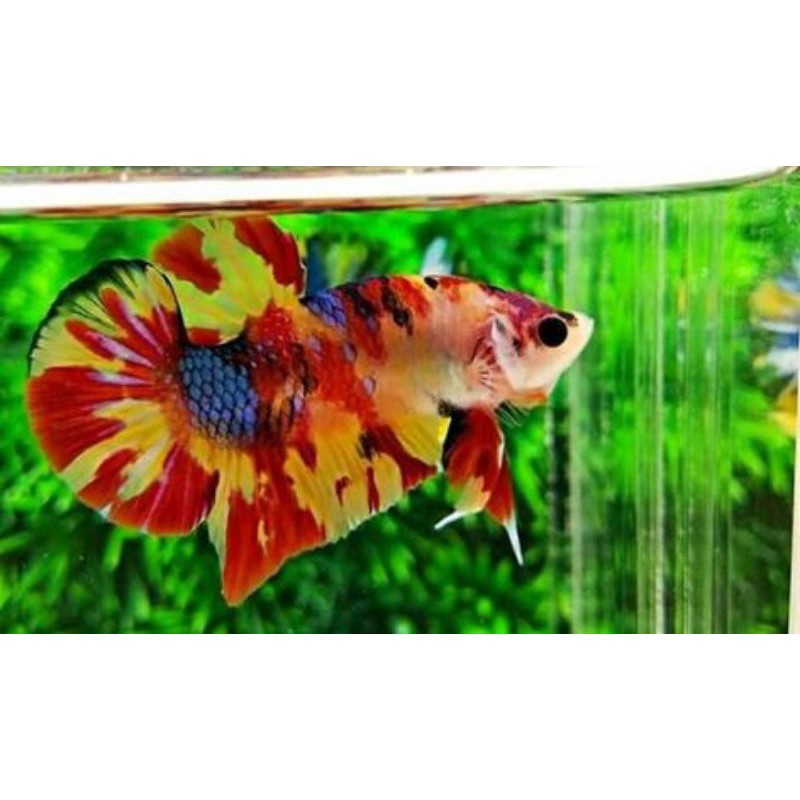 ikan cupang Nemo galaxy