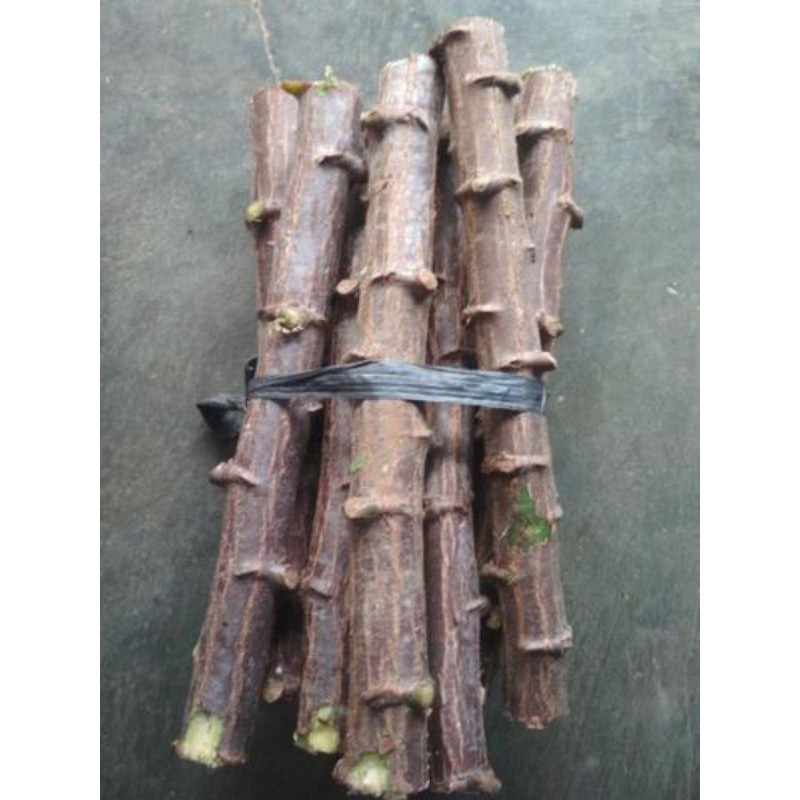 

PAKET HEMAT BAYAR DITEMPAT bibit batang singkong roti isi 10 btg