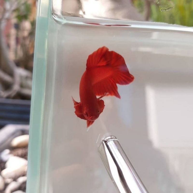 

ikan cupang superred