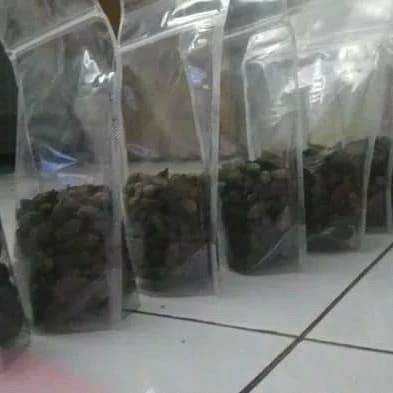 biji pohon Ketapang kencana