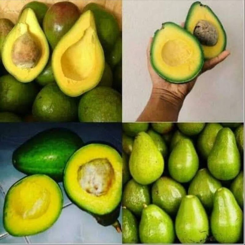 

alpuketmentega