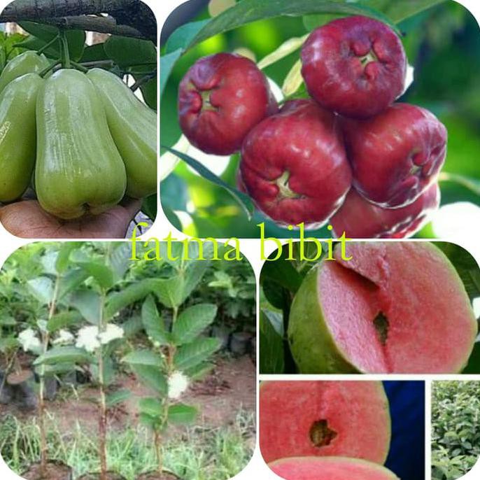 Bibit Buah Paket Jambu Air Madu Merah,Madu Deli,Kristal Berbunga,Jambu Sukun Grosir